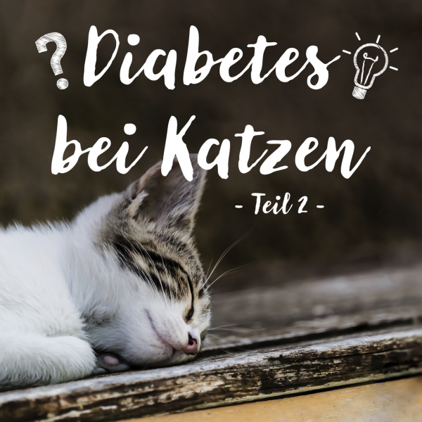 Venandi-Animal-Blog-Diabetes-bei-Katzen-Teil-2fi9HUf4TtGLgx