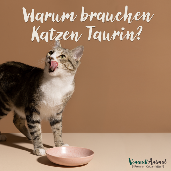 20231129_Warum-brauchen-Katzen-Taurin_