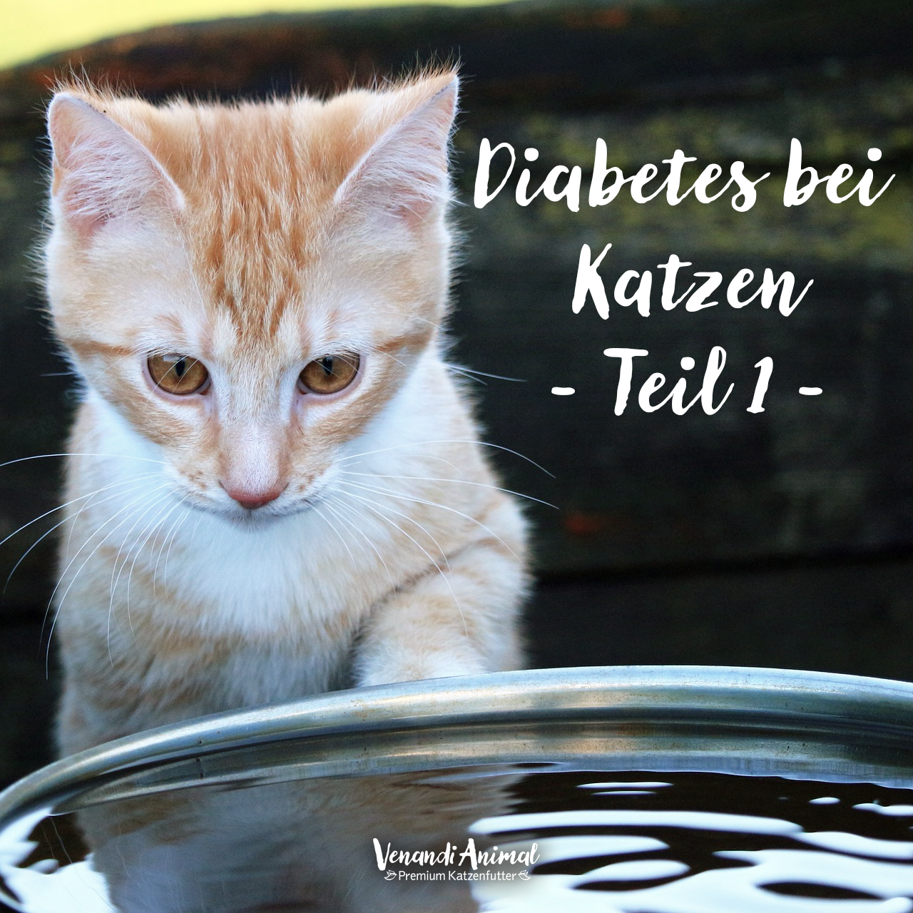 Diabetes-bei-Katzen-Teil-1oQnD90yx2iCUj