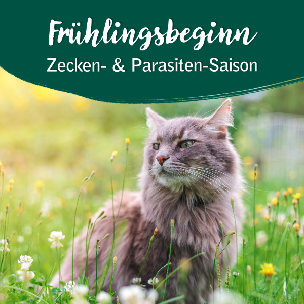 Fr-hlingsbeginn-Kopie