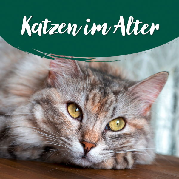 Katzen-im-Alter-Blogukn2bzdMSRITo