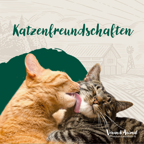 20230214_Katzenfreundschaften